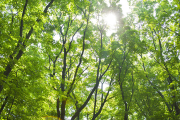 Obraz premium 森林 太陽光
