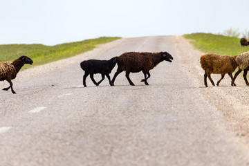 A herd of rams cross the road