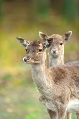 Two deer close up portrait
