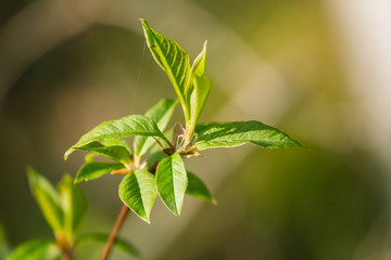 A beautiful closeup of young bird cherry leaves in spring