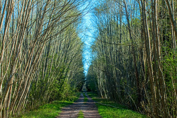 Forest Road