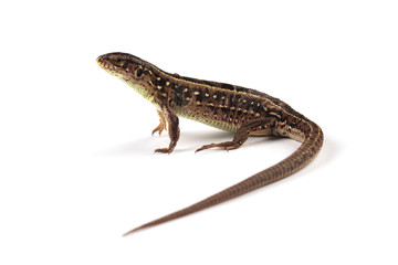 Fototapeta premium Brown lizard isolated on white