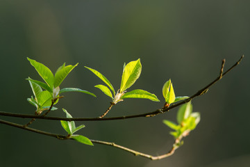 A beautiful closeup of young bird cherry leaves in spring