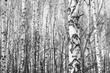 Fototapeta na wymiar Black and white photo of birch grove in autumn as beautiful black-and-white wallpaper
