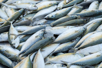 Obraz premium Fish in fishery market, Seafood industrial