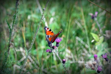 Påfågelöga på tistel