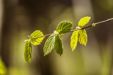 Beautiful blooming hazel nut tree leaves in spring