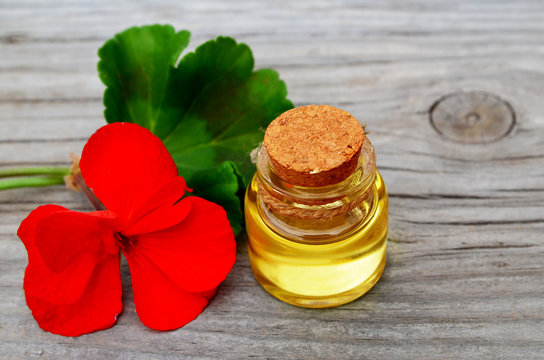 Geranium essential oil in a glass bottle with flower and leaf of the geranium plant on wooden background.Geranium oil for spa,aromatherapy and bodycare.Extract oil of geranium.Selective focus.