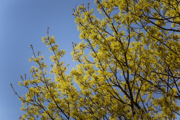A beautiful blooming maple tree branches in spring