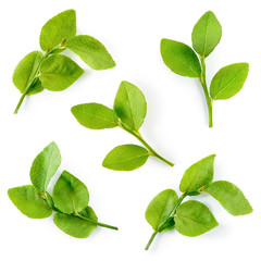 Blueberry leaves isolated on white background. Collection.