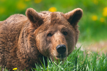 Brown bear close up portrait  on green meadow