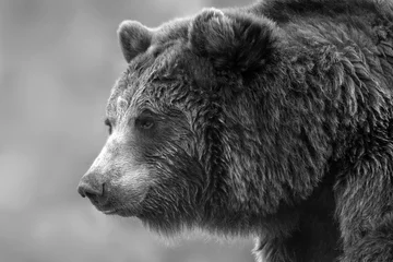 Zelfklevend Fotobehang Brown bear portrait close up. Black and white © kwadrat70