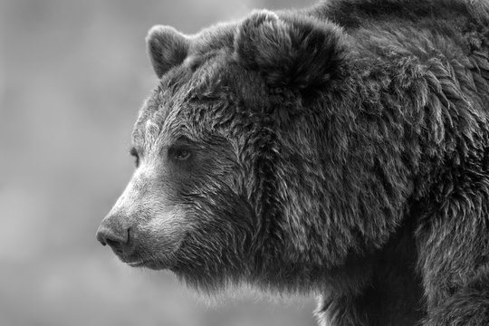 Brown bear portrait close up. Black and white