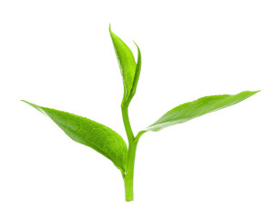 green tea leaf isolated on white background