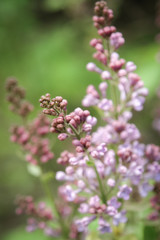 Obraz premium Lilac flowers on tree