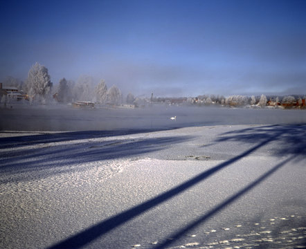 Svan, f&aring;gel, vinter