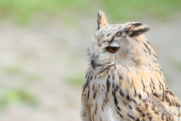 Profile portrait of night quiet eagle-owl or bubo