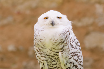 Quiet predator wild bird snowy white owl
