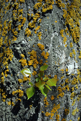 Poplar tree trunk, bark with yellow moss and twig with leaves, organic texture