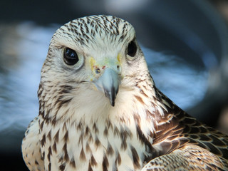 close up of a kestrel facing camera