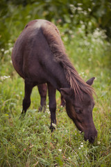 Naklejka na ściany i meble A brown foal eats grass on the feald