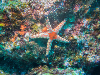 Red white Fromia Starfish