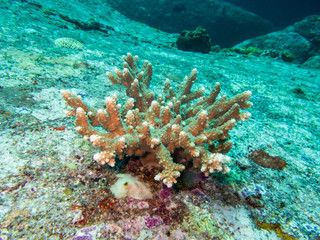 Hard coral reef