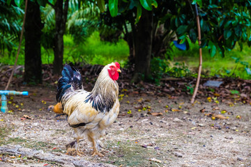 Colourful roster in nature farm with hen
