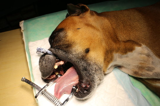 Natural Epulis Cure For Dogs Vet Approved Alternatives - oawvyef
