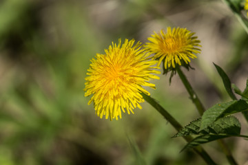 A beautiful closeup of yellow dandelions in spring