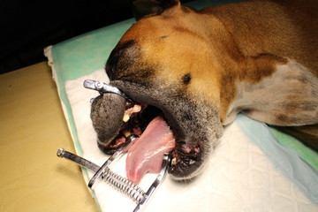 Epulis - tumor situated on gingival mucosa by boxer dog