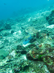 Puffer fish in nature ocean