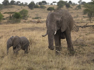 Two elephants standing in an open field, Kenya, Africa