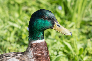 männliche Stockente (Anas platyrhynchos) 