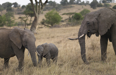 Three elephants standing in an open field, Kenya, Africa