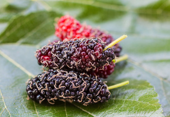 Ripe black and red mulberries