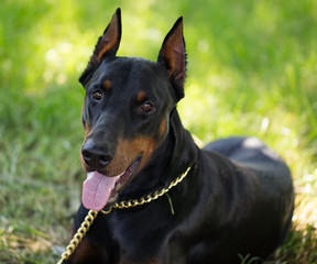 A portrait of a thoroughbred dog in nature