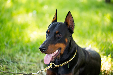 A portrait of a thoroughbred dog in nature