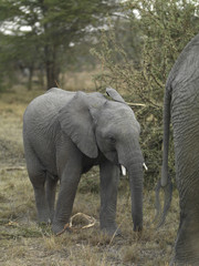 A baby elephant, Kenya, Africa