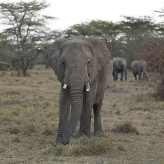 Obraz na płótnie Canvas Front view of an elephant, Kenya, Africa