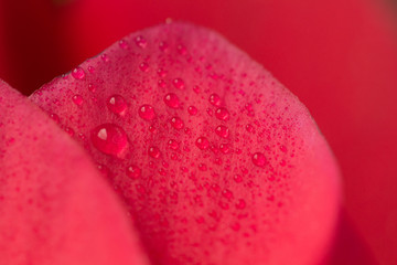 Petal red cyclamen