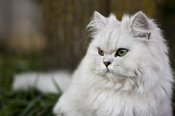 Chinchilla Persian Cat