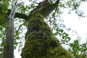 green moss on a tree trunk