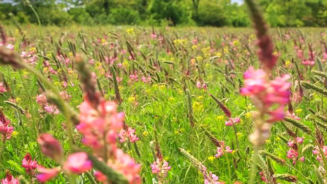 Beautiful colorful summer field with pink and yellow flowers swaying in wind under blue cloudy sky. Tracking right.