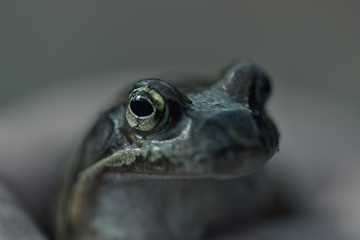 Närbild, djur, öga