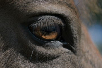 Närbild, djur, öga