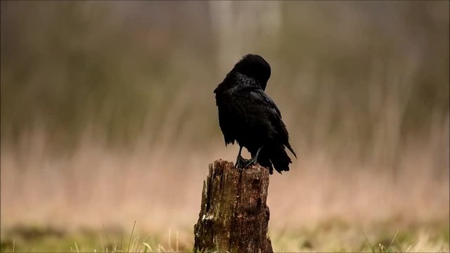 Common raven (Corvus corax) 