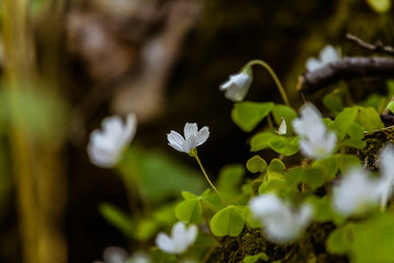 A beautiful closeup of white wood sorrel flowers in spring forest