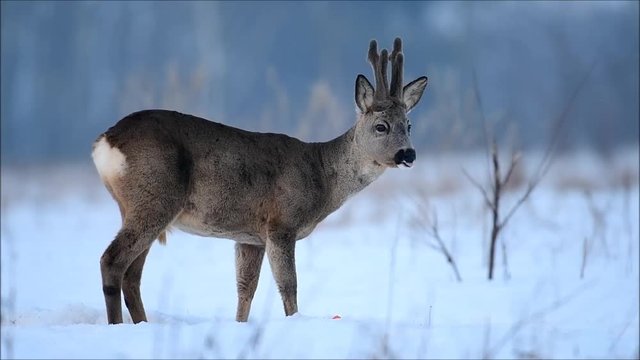 Roe deer