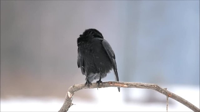 Common raven (Corvus corax) 